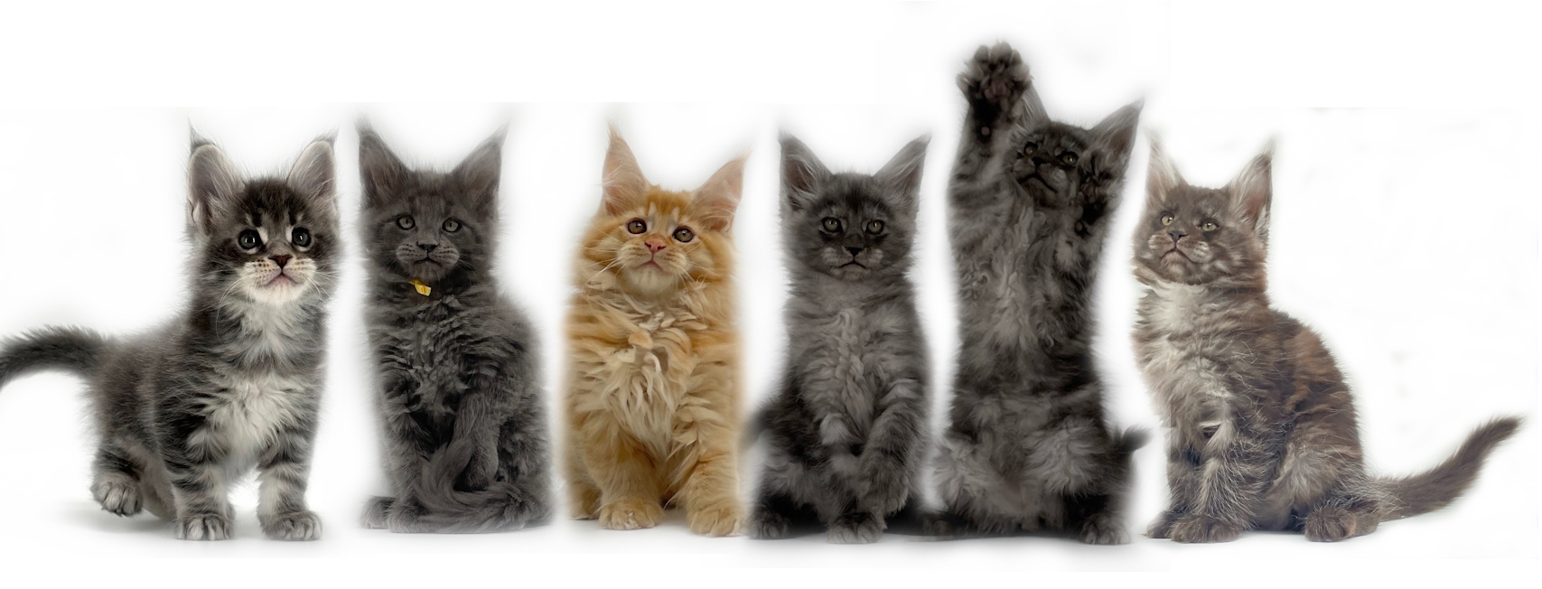 Maine Coon kittens