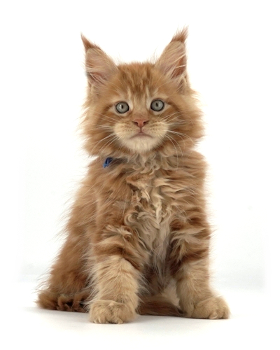 red maine coon kitten