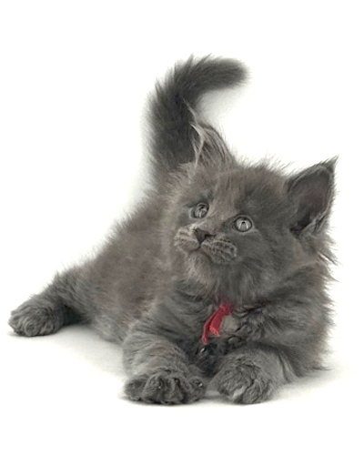 blue smoke maine coon kitten