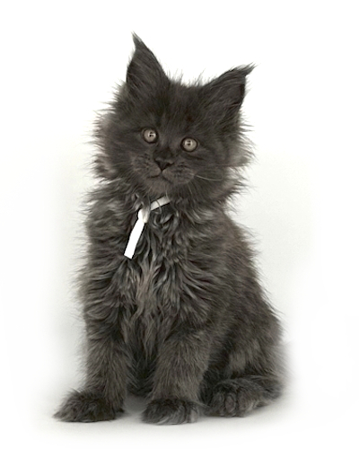solid blue maine coon kitten