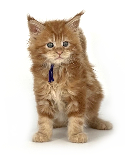 red maine coon kitten