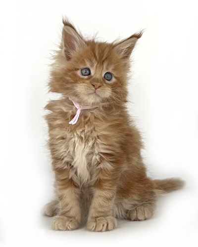 red maine coon kitten