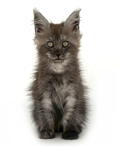 black smoke maine coon kitten